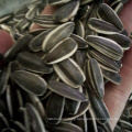 The Top Quality of New Crop 2019 Sunflower Seeds Type No.5009